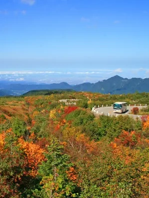 紅葉に彩られた山岳道路を走るアルペンルートのバス